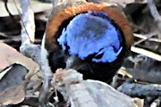 Blue-breasted Fairy-wren (Malurus pulcherrimus)